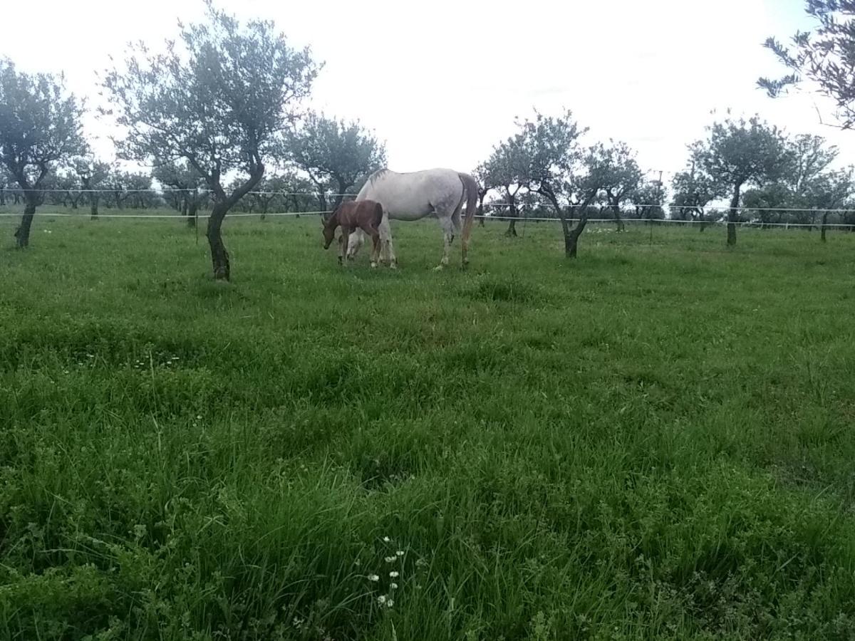 Studio Independant Dans Ferme Equestre オープス エクステリア 写真